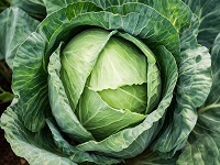 Cabbage